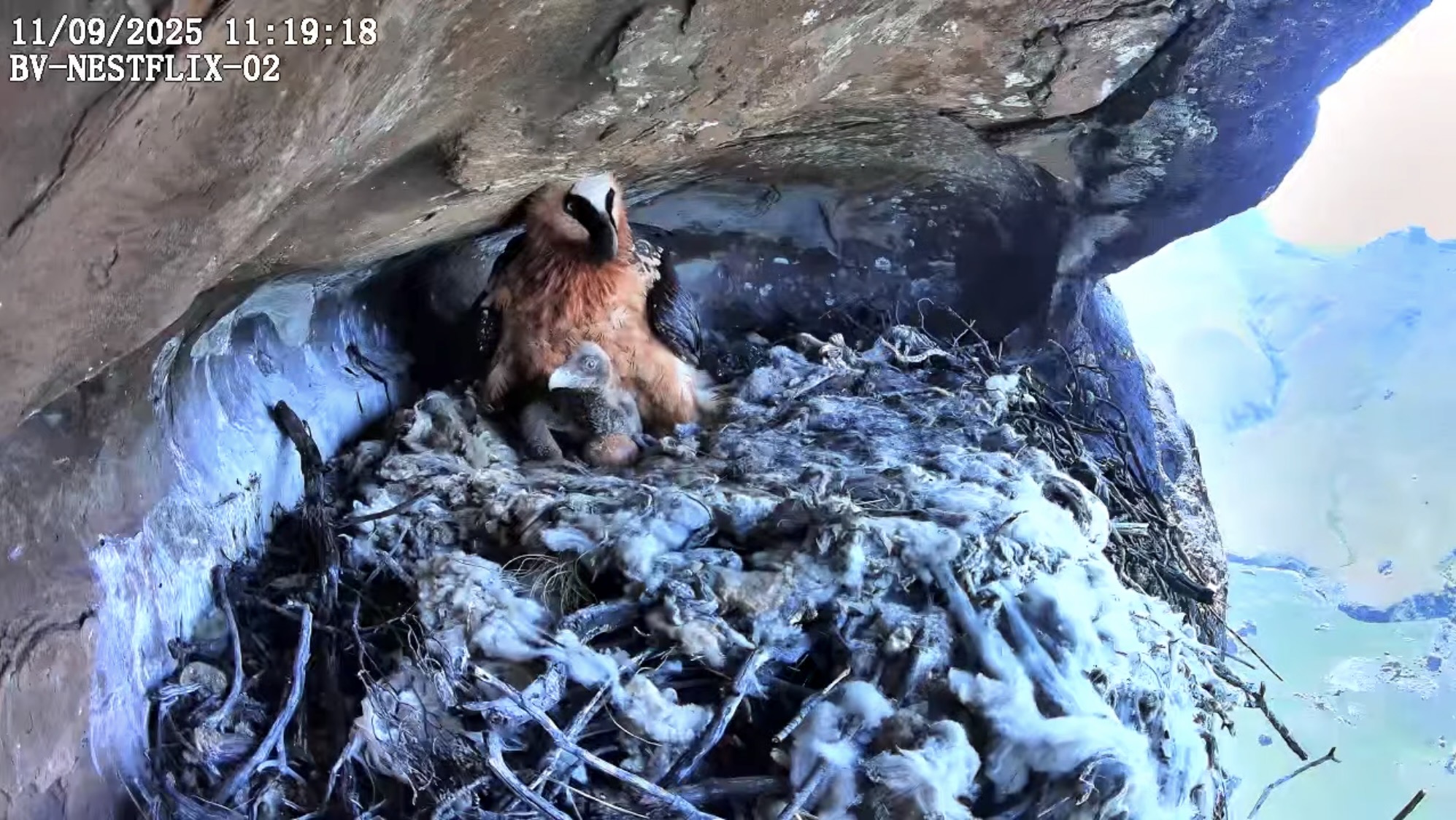 A bearded vulture in its nest with a chick